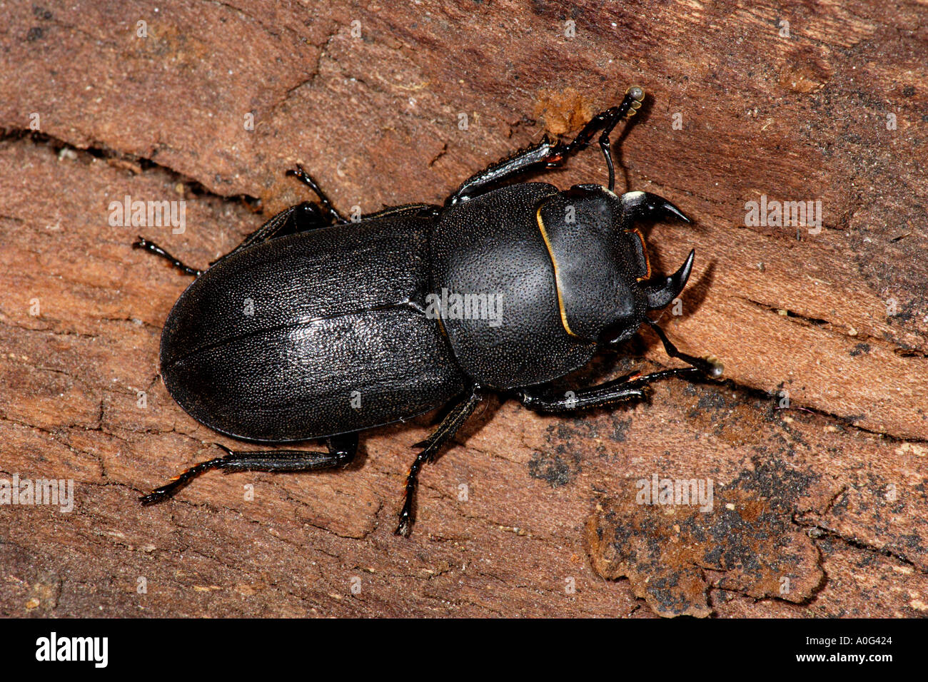 Lesser Stag Beetle Dorcus parallelpipedus Stock Photo