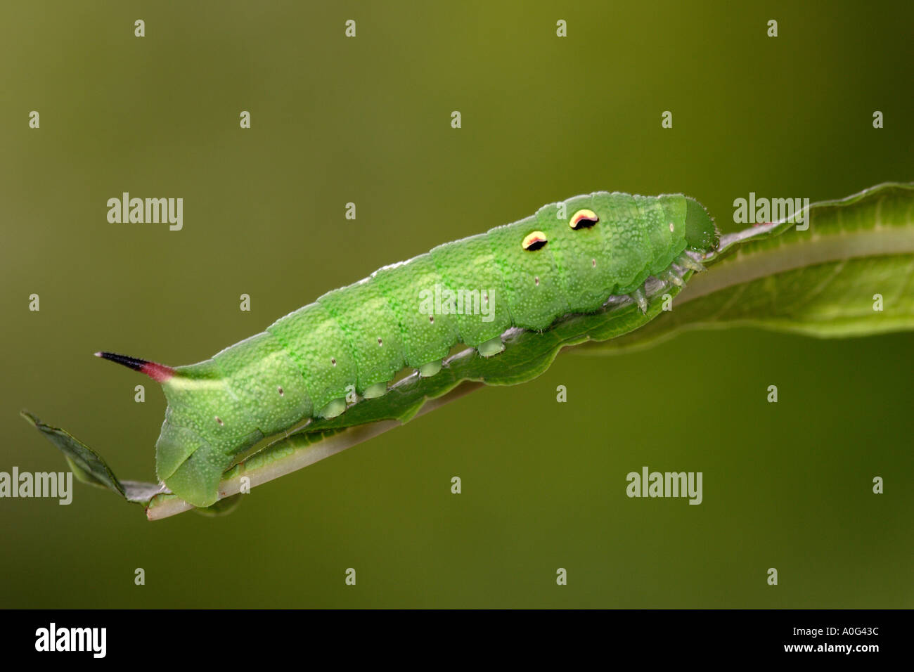 Elephant Hawkmoth Deilephila elpenor Larva Stock Photo - Alamy