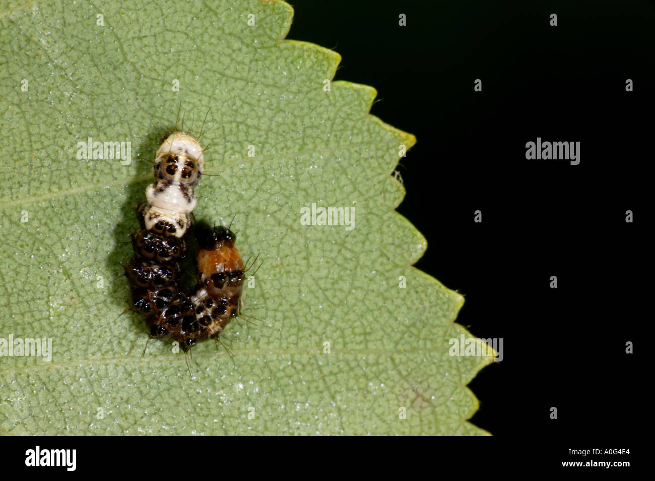 Alder Moth (Acronicta alni) Larva mimicking bird droping Stock Photo