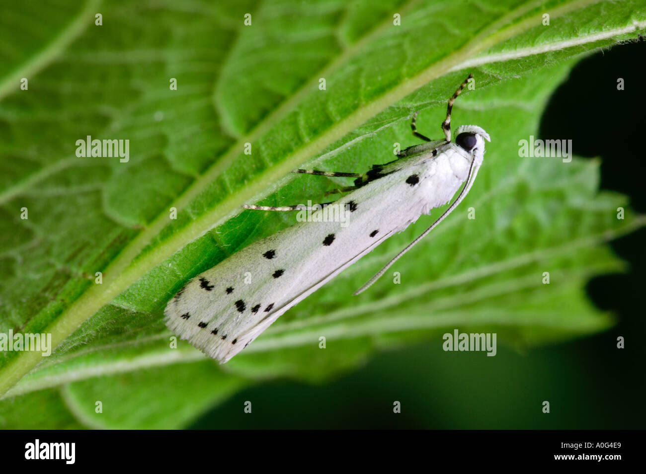 Spindle ermine moth hires stock photography and images Alamy