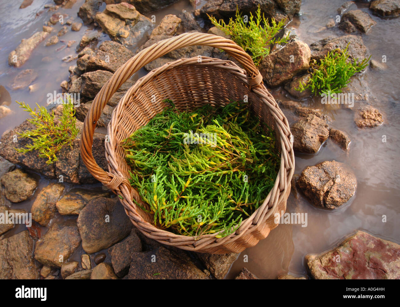 THE EDIBLE SEA WEED SAMPHIRE ON THE BANKS OF THE RIVER SEVERN WITH FORAGING EXPERT RAOUL VAN DEN BROUCKE Stock Photo