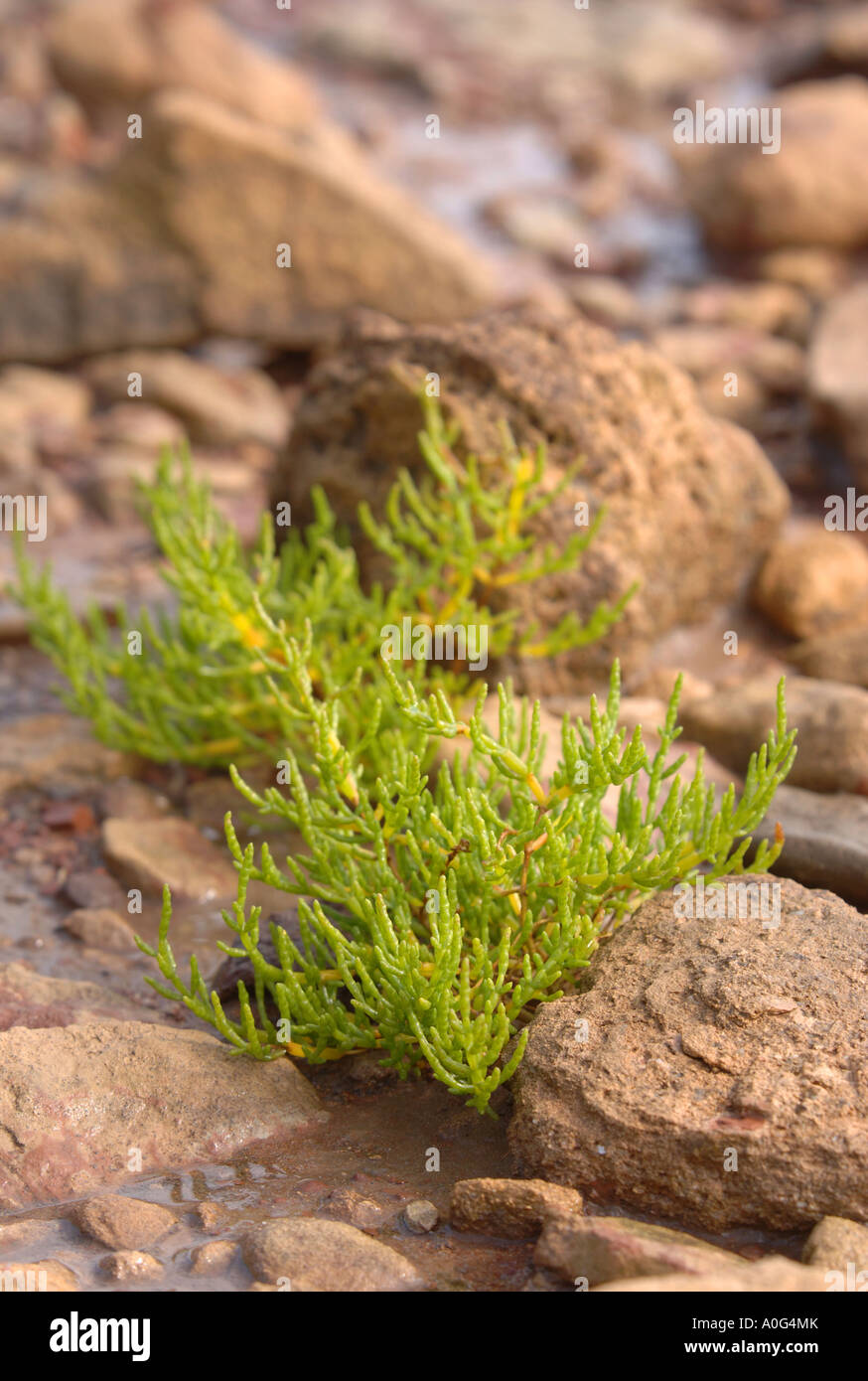 THE EDIBLE SEA WEED SAMPHIRE ON THE BANKS OF THE RIVER SEVERN Stock Photo