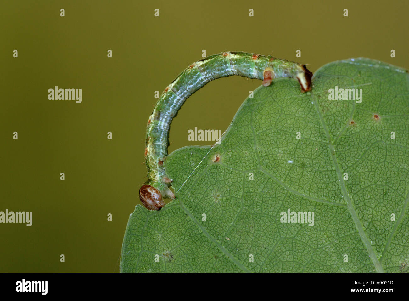 Maidens Blush (Cyclophora punctaria) Larvae feeding on oak leaf potton bedfordshire Stock Photo