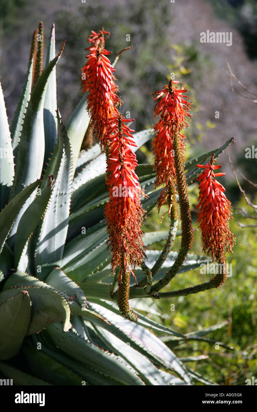 Blooming Agavaceae, bluehende Agave Stock Photo