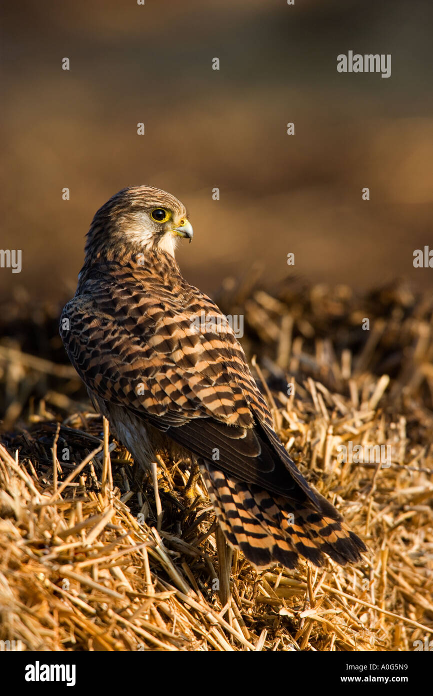 Kestrel Falco tinnunculus Young femail perched on straw looking alert ashwell hertfordshire Stock Photo