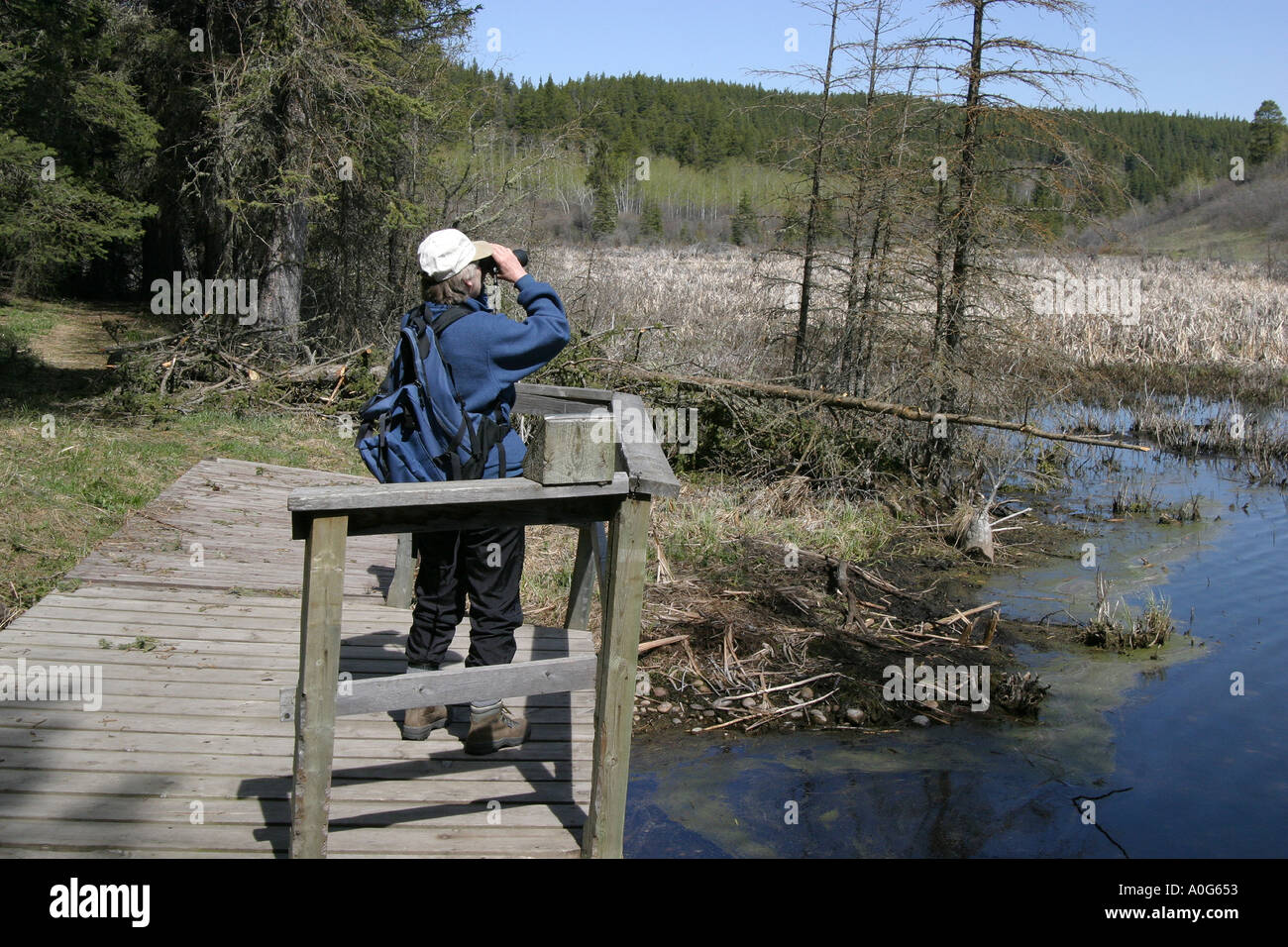 Wildlife platform hi-res stock photography and images - Alamy