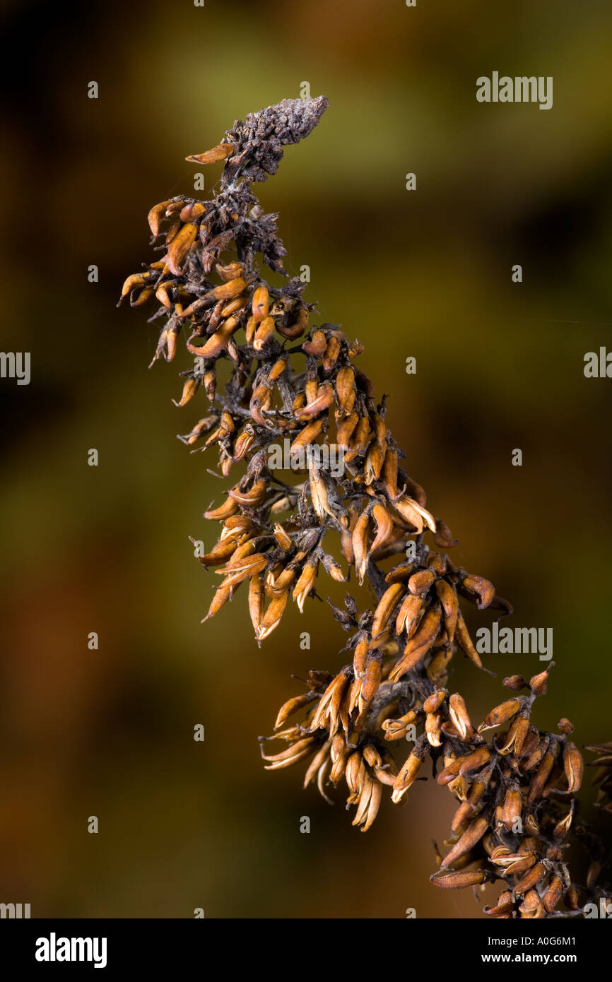 Buddleia Davidii Seedhead against a nice out of focus background potton bedfordshire Stock Photo