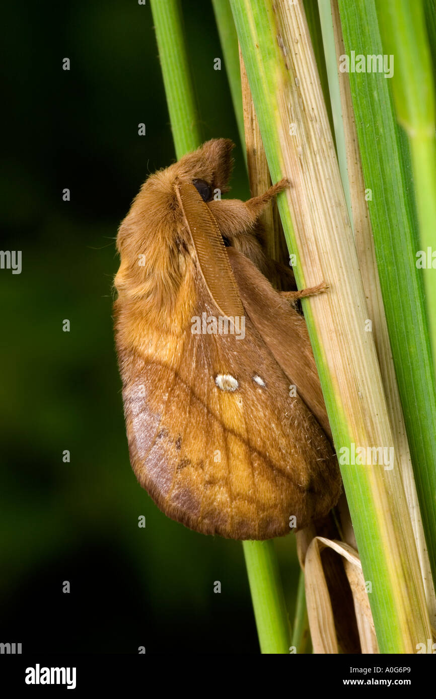 The Drinker Euthrix potatoria at rest on grass stalk with nice out of focus background potton bedfordshire Stock Photo