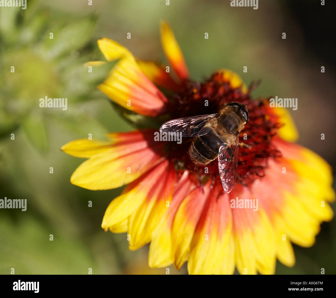 Honey bee Apis mellifera on Gaillardia aristata Kobold flower Stock Photo
