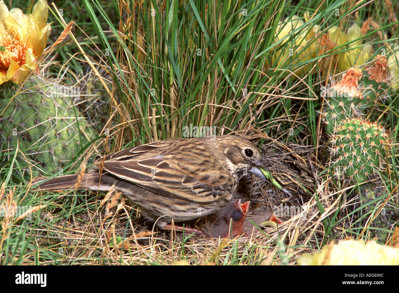 Bunting feeding nestlings hi-res stock photography and images - Alamy
