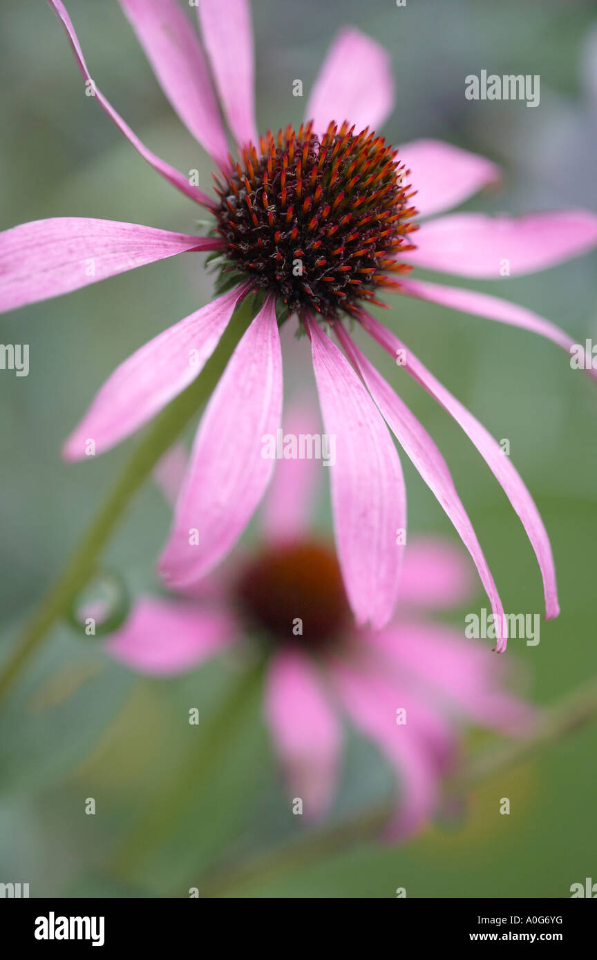 Echinacea purpura flowers Stock Photo