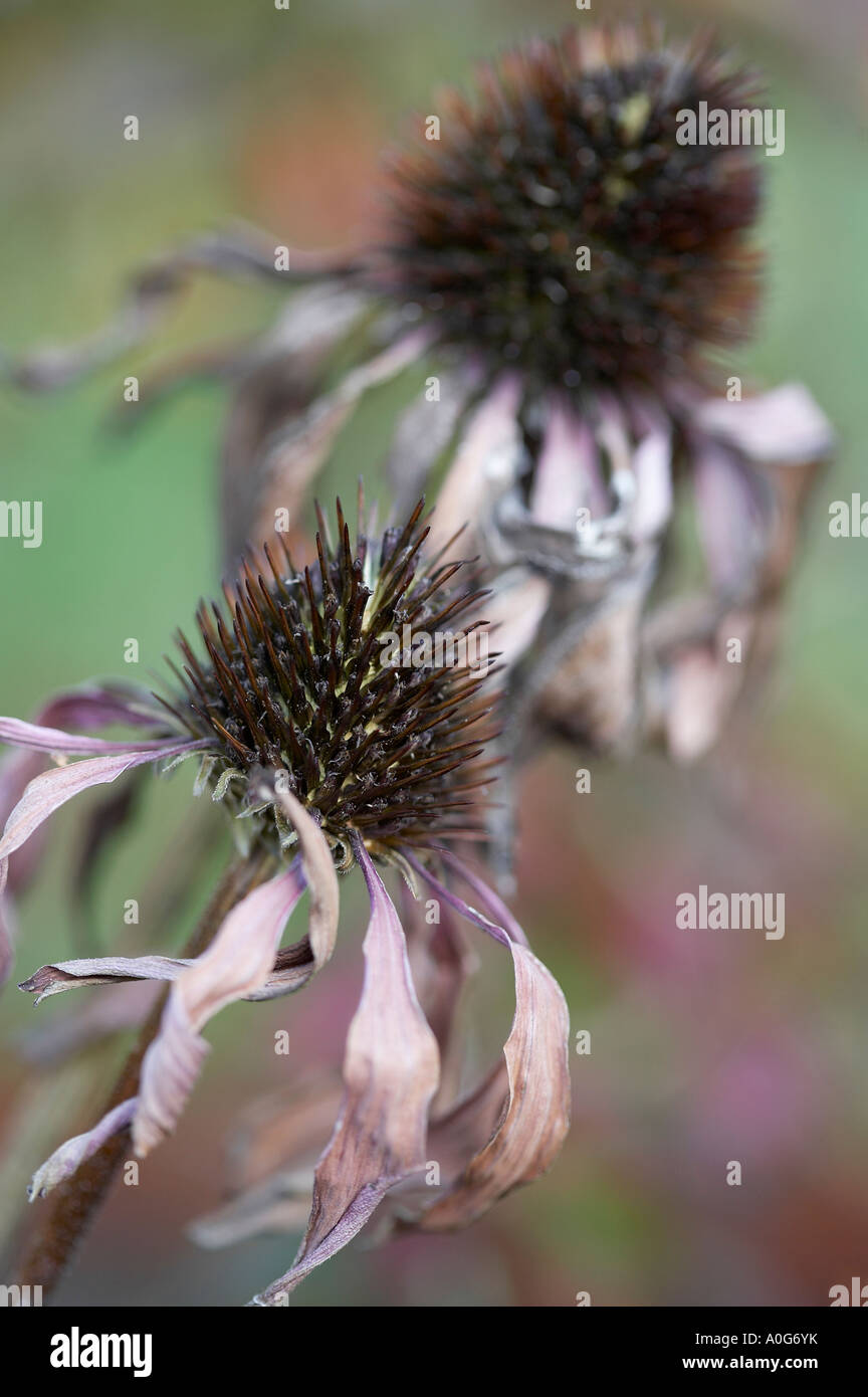 Echinacea purpura seedhead Stock Photo