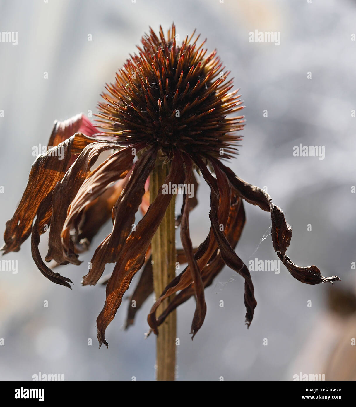 Echinacea purpura seedhead Stock Photo