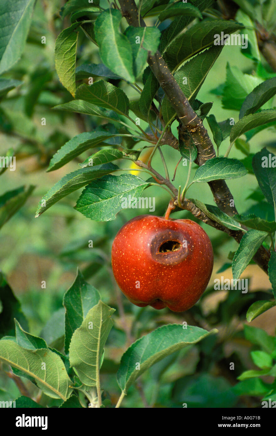 Rotten apple hanging on tree, Missouri USA Stock Photo Alamy