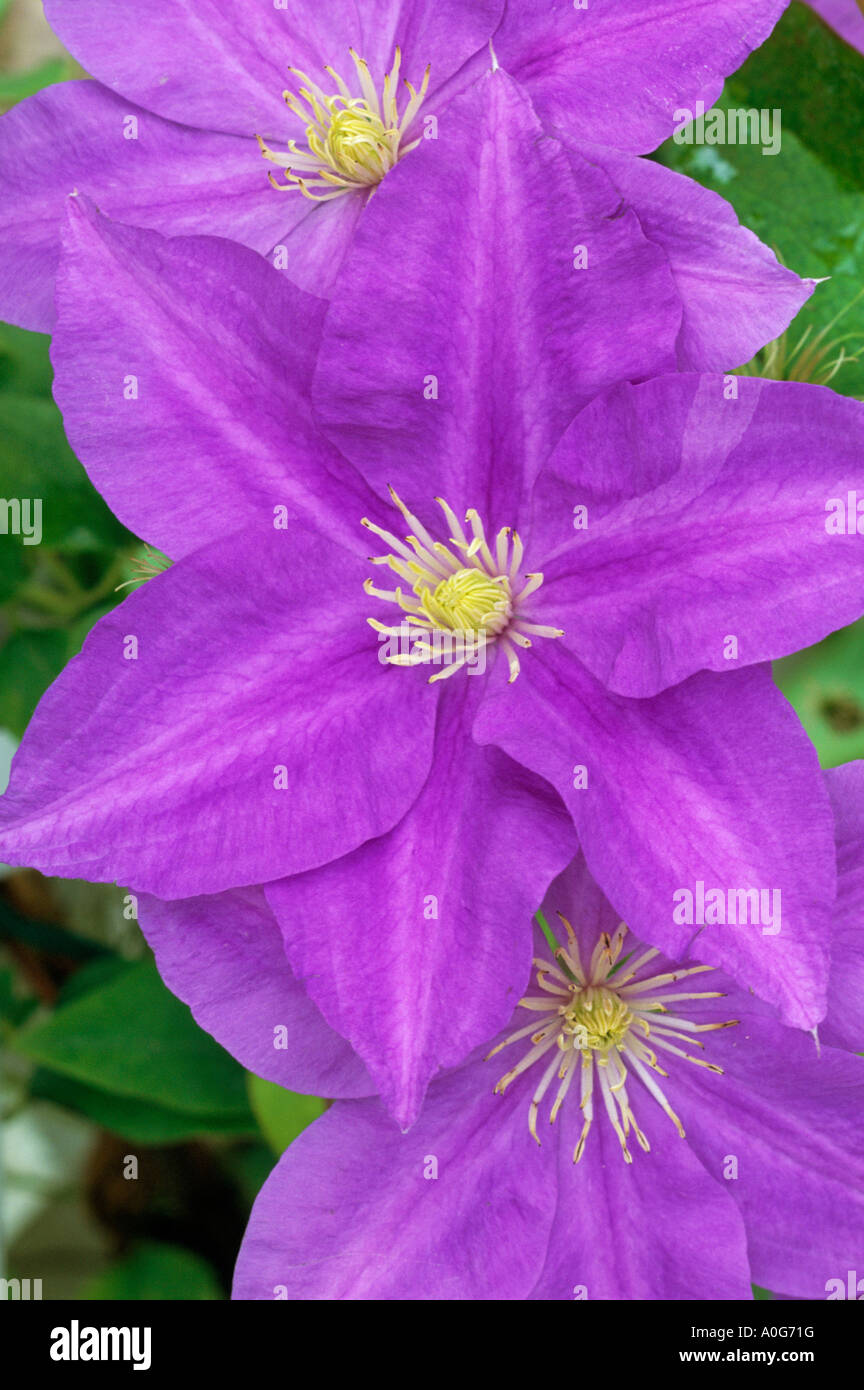 Clematis Lady Northcliffe Stock Photo