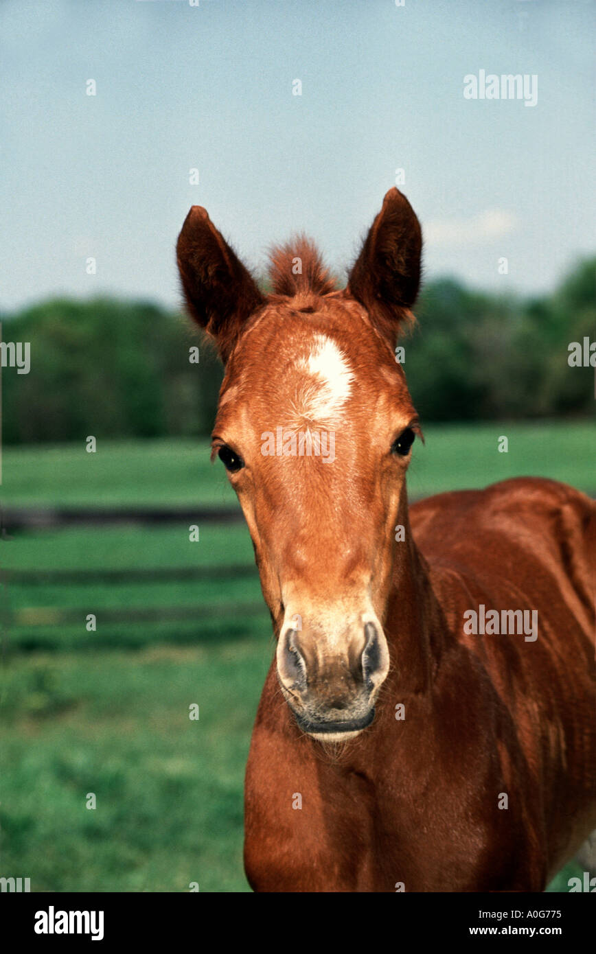 Look! A gift horse Stock Photo - Alamy