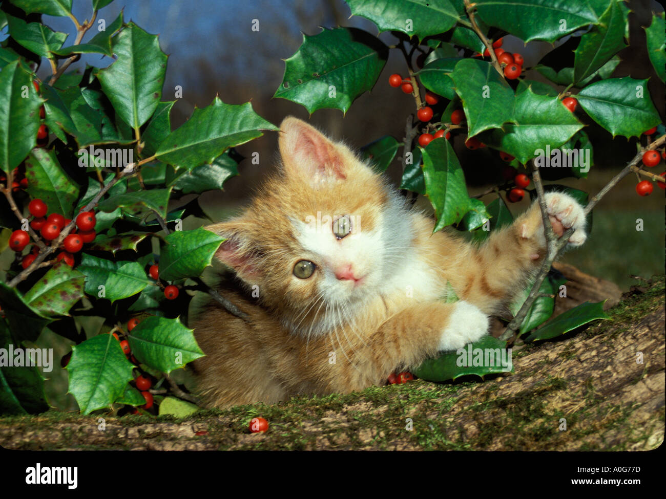 Yellow and orange kitten playing by holly with red berries, Missouri USA Stock Photo