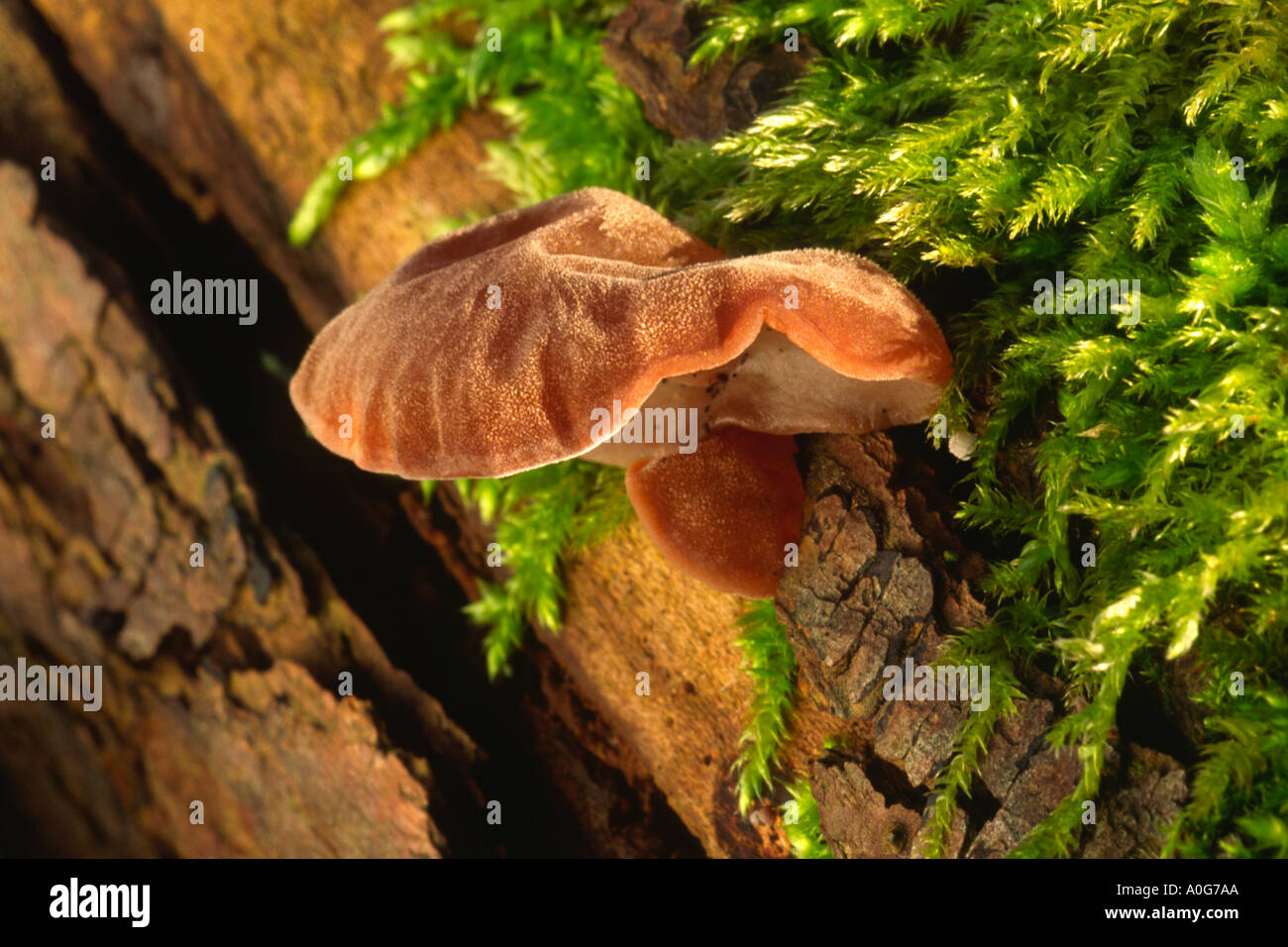 Jews ear fungus Auricularia aricularia judae among sphagnum moss on rotting fallen tree limb Stock Photo