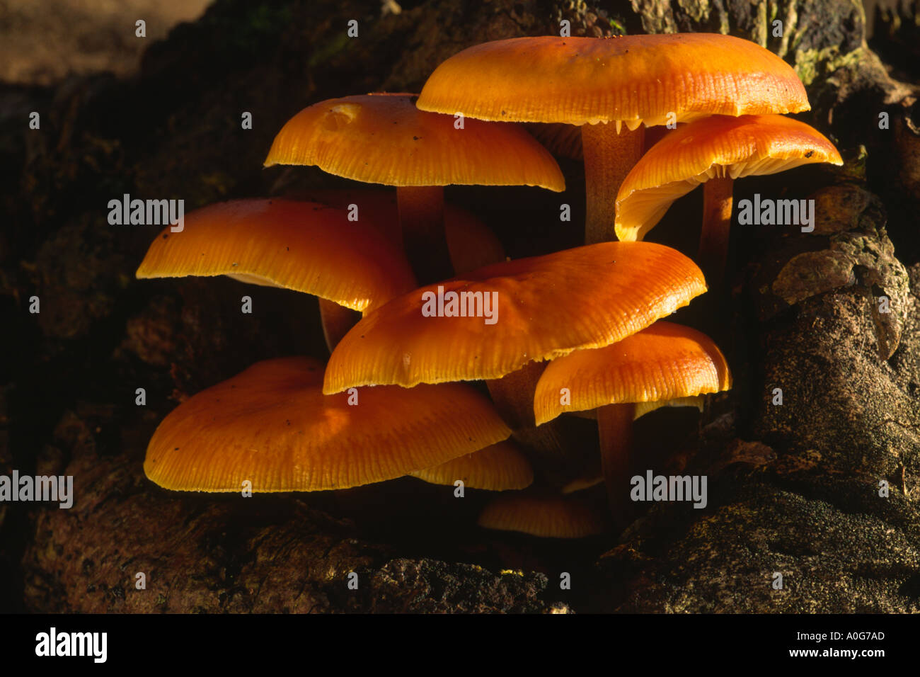 Brick Cap Fungus Hypoloma sublateritium growing on a rotting fallen tree trunk Stock Photo