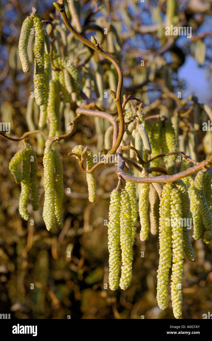 Contorted Hazel Corylus avellana Contorta Stock Photo - Alamy