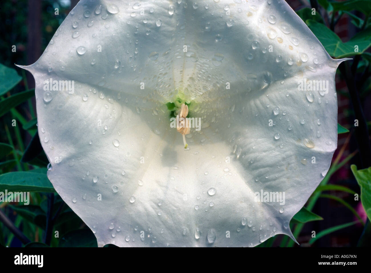 Datura innoxia, Angel or Devil Trumpet or Thorn Apple Stock Photo