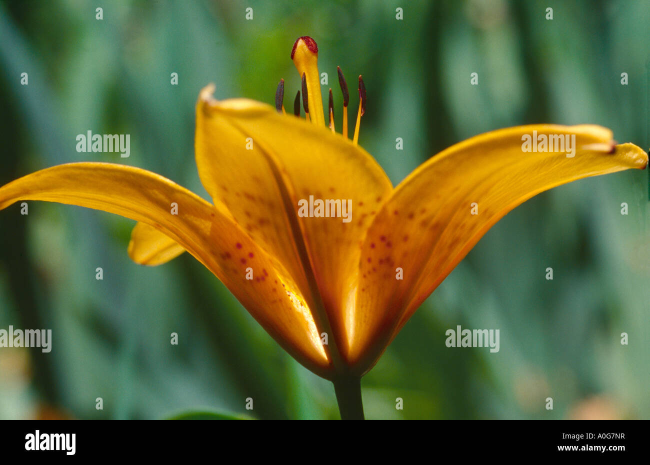 Lilium 'Sunray', Lily flower Stock Photo