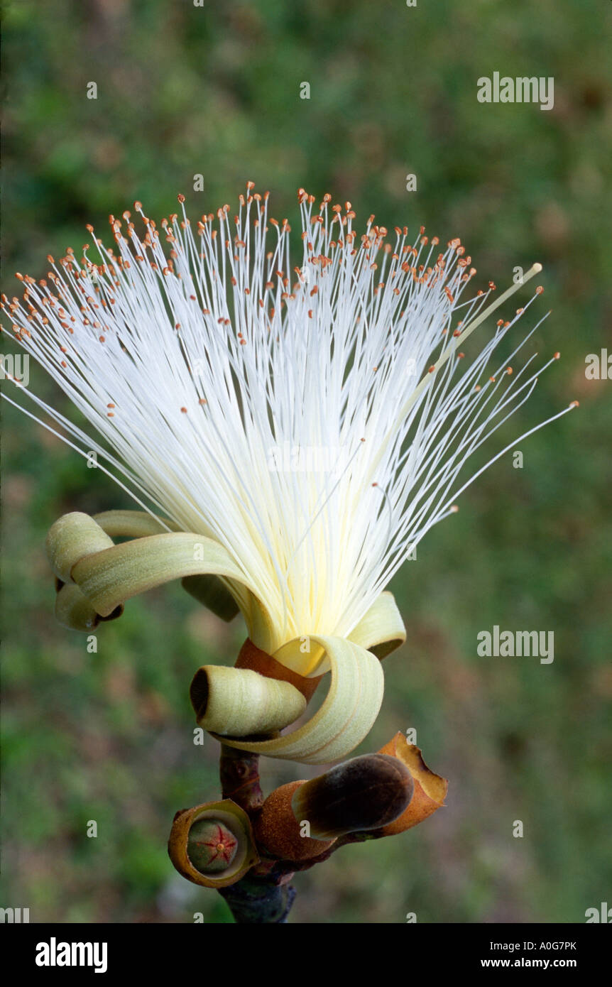 Pseudobombax ellipticum, Shaving Brush Tree flower, Fairchild Tropical Gardens, Coral Gables, Florida, USA Stock Photo