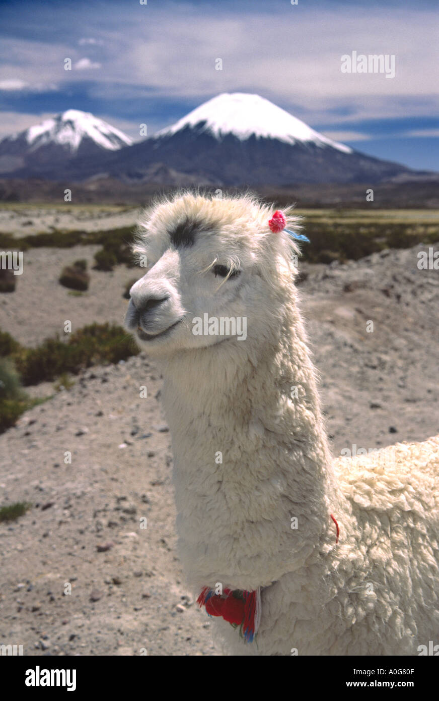 A Llama in Chile near the border of Bolivia Stock Photo