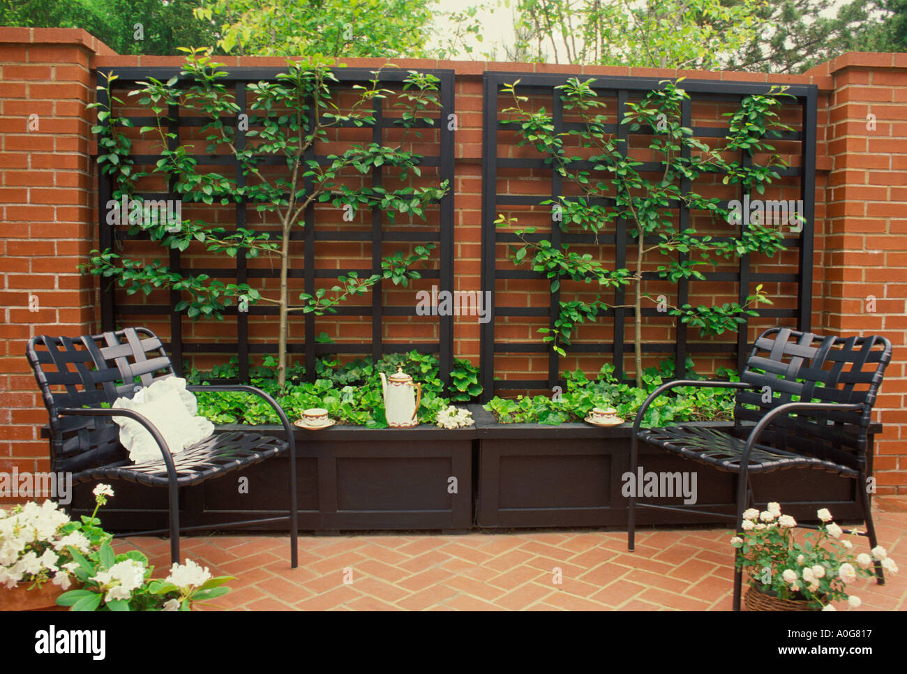 Brick courtyard wall with espaliered pear tree and brick patio with