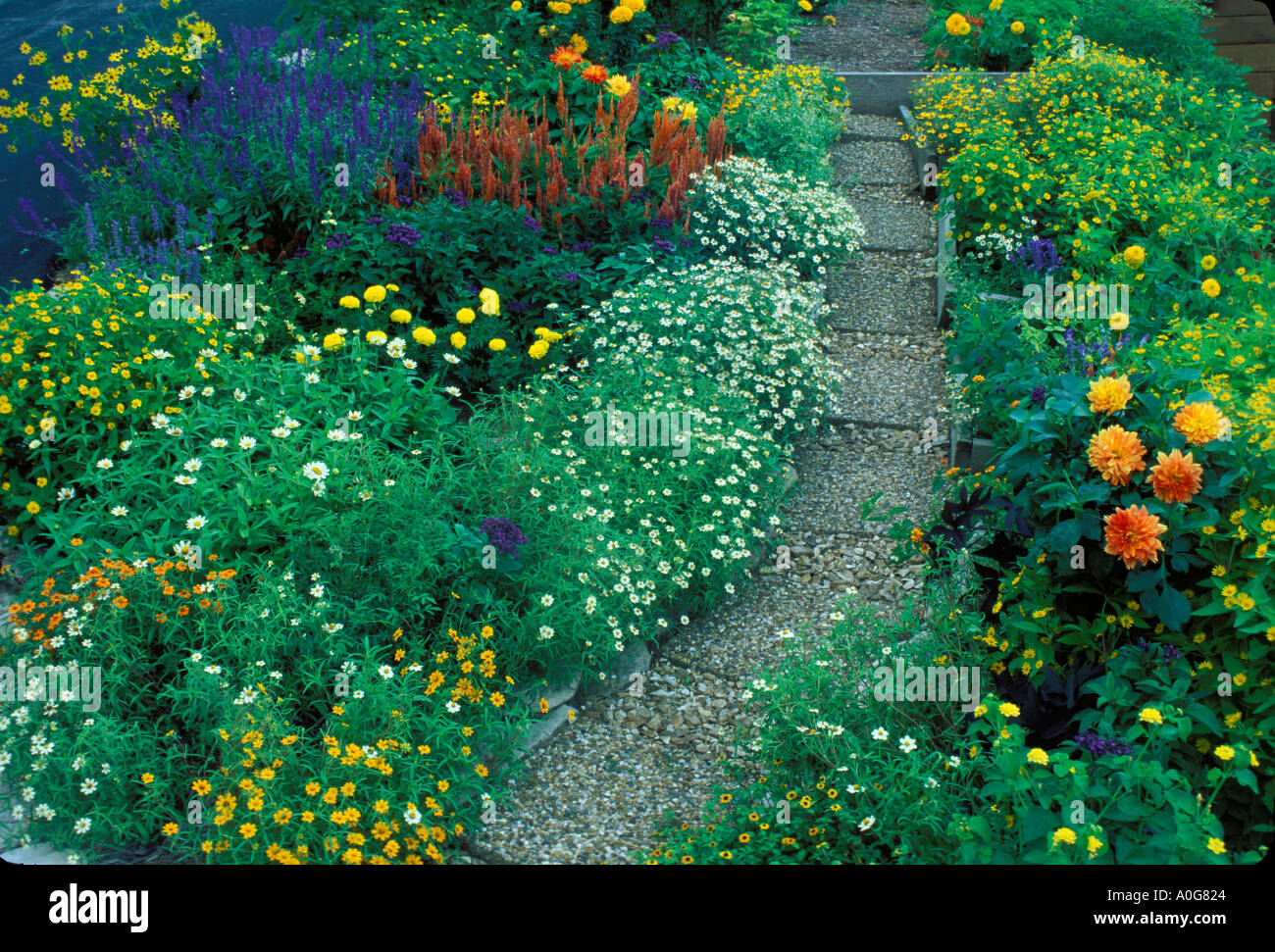 Path in flower garden of orange purple and yellow flowers, Missouri USA Stock Photo