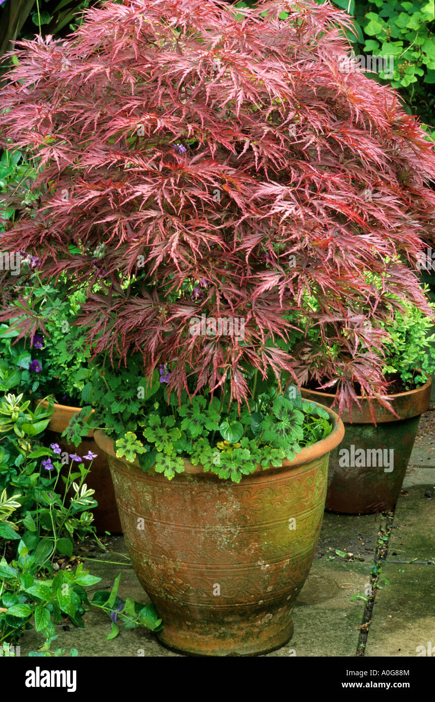 Acer palmatum dissectum in ceramic container, planter, pot, bronze foliage, small tree, Maple