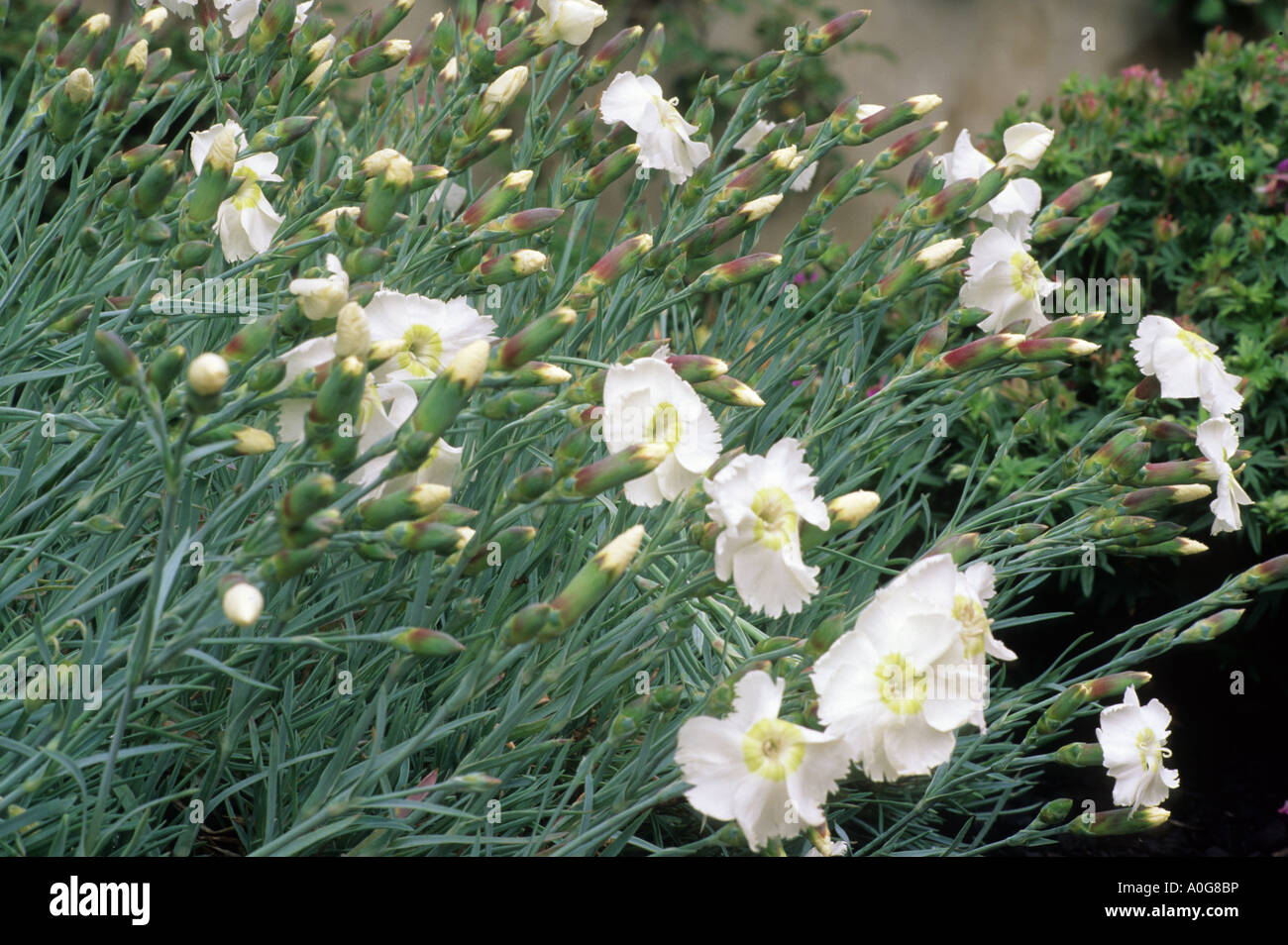 Dianthus Musgrave's Pink, carnation Stock Photo