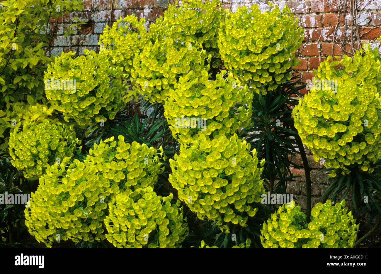 Euphorbia characias subsp. wulfenii 'John Tomlinson', milkweed, spurge, yellow  flowers, garden plant Stock Photo