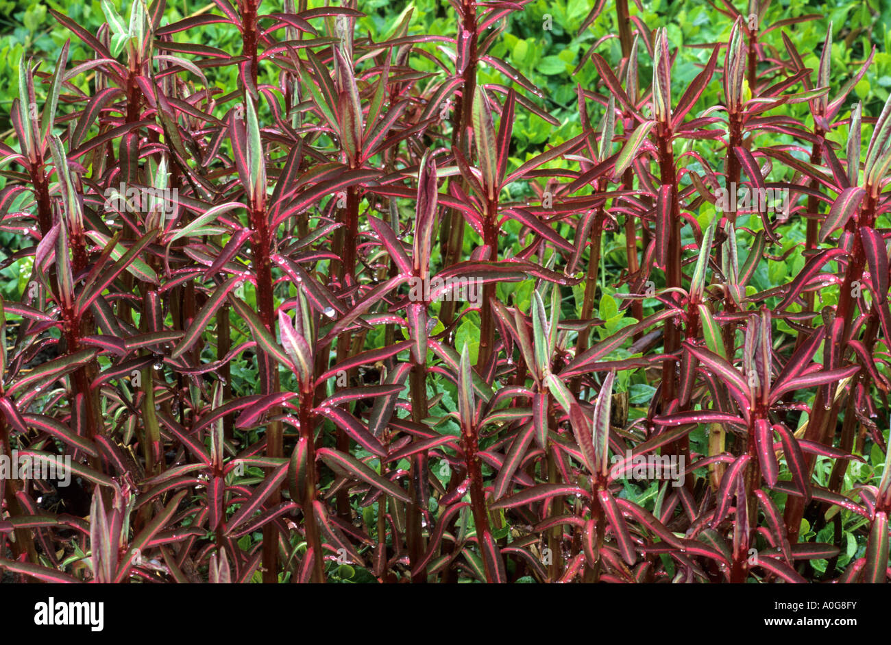 Euphorbia sikkimensis red striped foliage Stock Photo