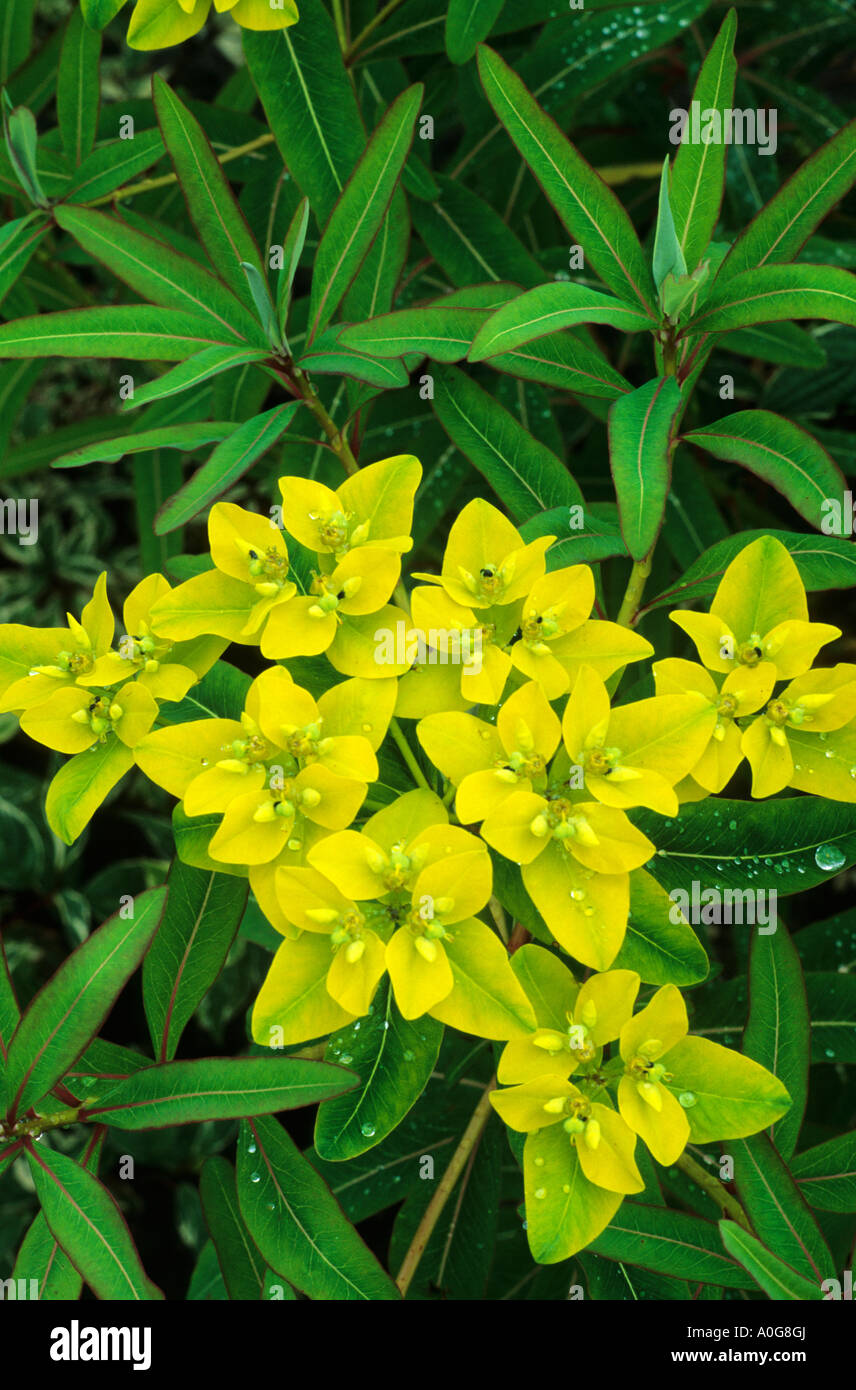 Euphorbia sikkimensis, milkweed, spurge, Stock Photo