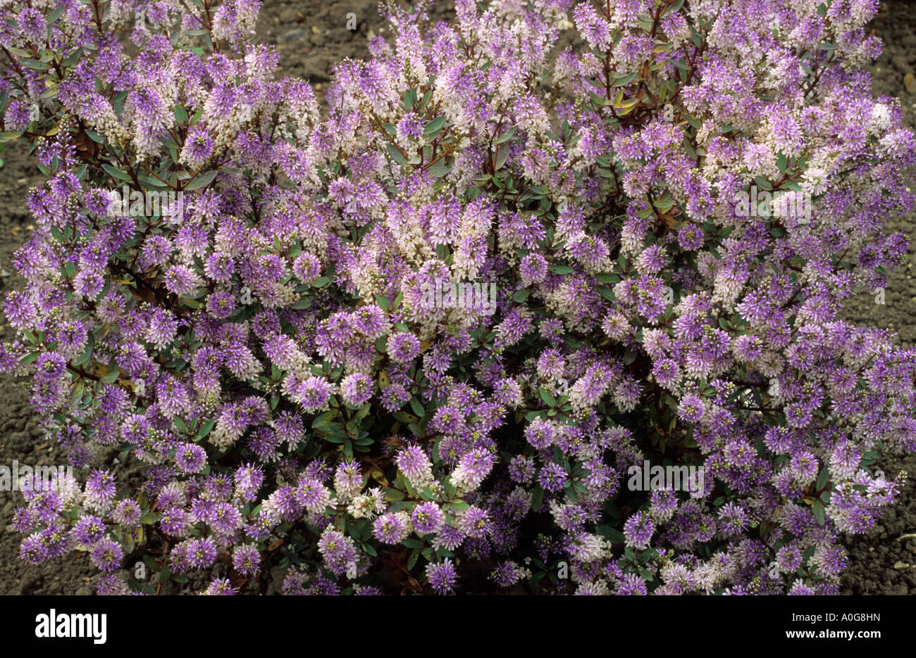 Hebe 'Knightshayes', syn. Hebe 'Caledonia', purple and white flowers, garden plant, Hebes Stock Photo