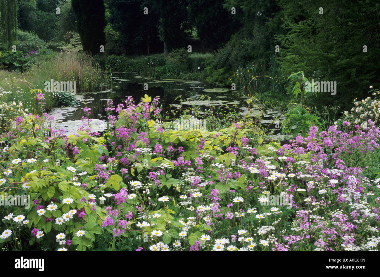 Hesperis matronalis, water margin, Elsing Hall, wild natural planting, pink white colour combination, garden plants, flowers Stock Photo