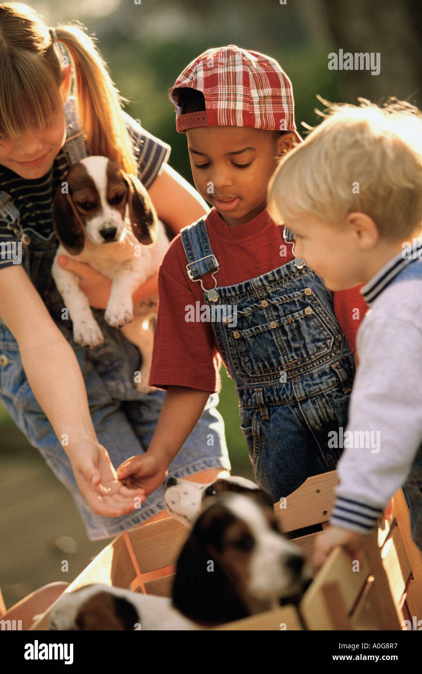 Two boys and a girl playing with puppies Stock Photo