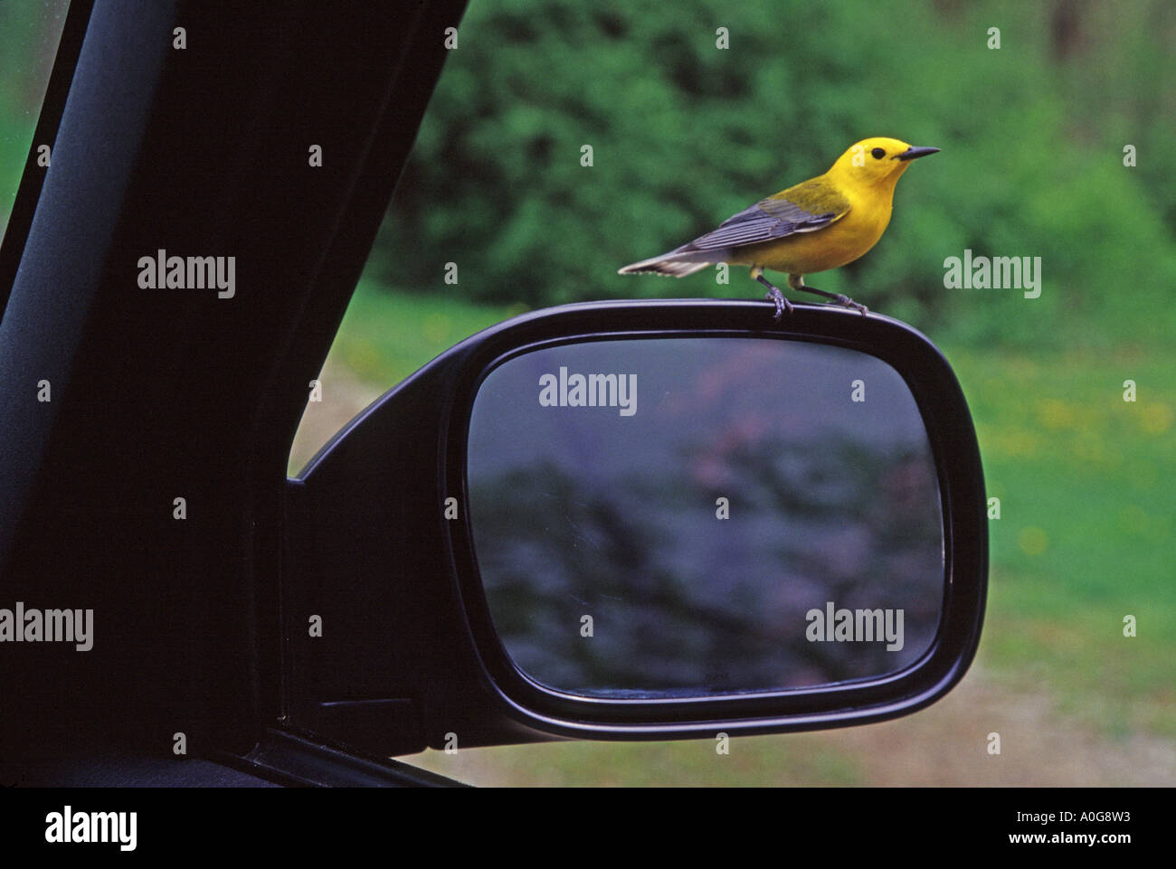 Reflection car mirror bird hi-res stock photography and images - Alamy