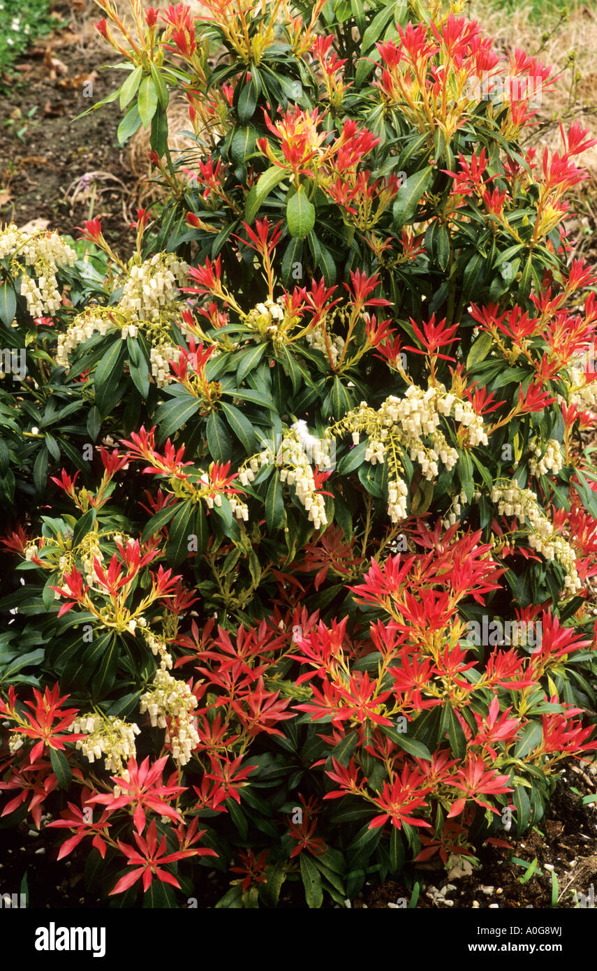 Pieris Forest Flame Stock Photo Alamy pieris-forest-flame-stock-photo-alamy