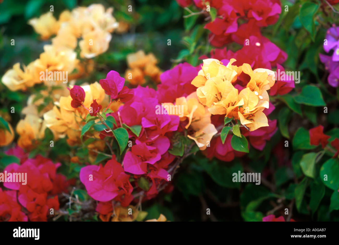 Multicoloured bougainvillaea north Thailand Stock Photo