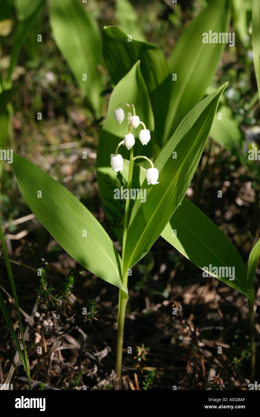 Lily of the valley flower hi-res stock photography and images - Alamy
