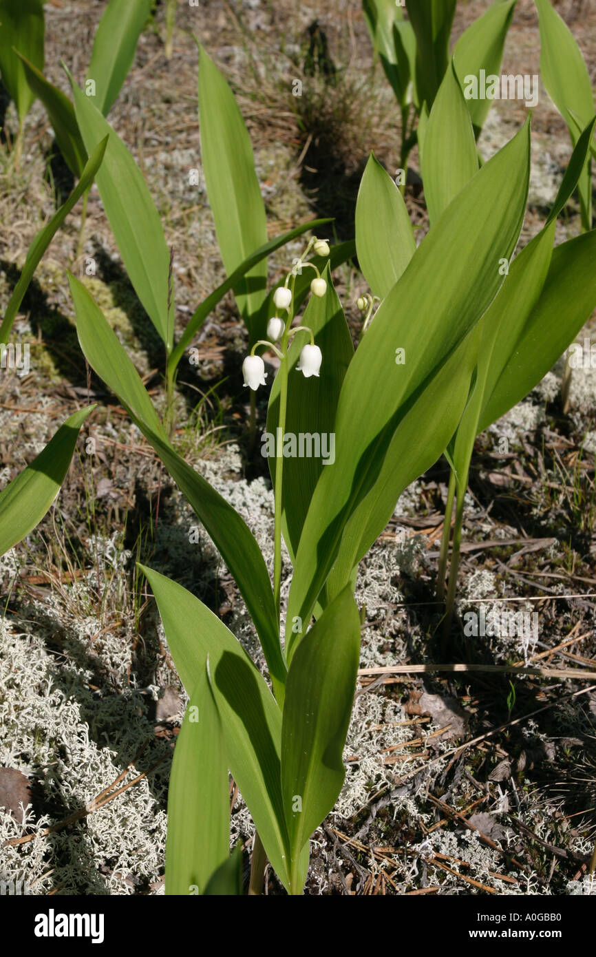 Wild lily of the valley hi-res stock photography and images - Alamy