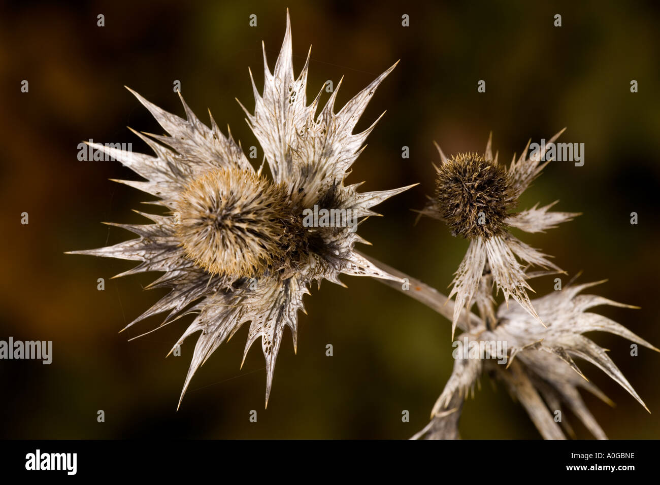Eryngium giganteum seeds hires stock photography and images Alamy