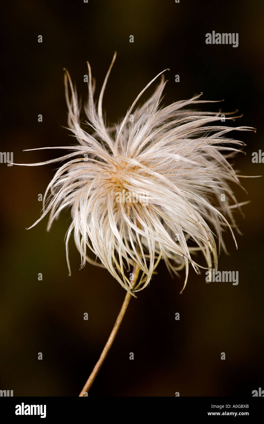 Clematis Tangutica Seed Head against nice dark defuse background potton bedfordshire Stock Photo