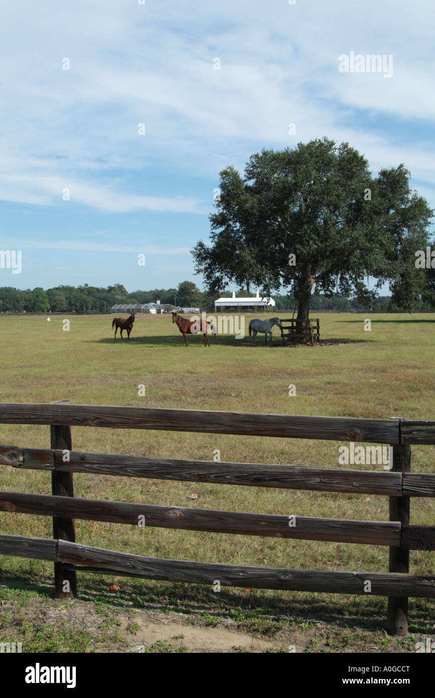 Horse Farm. Ocala mid Florida USA. An area known for horse breeding