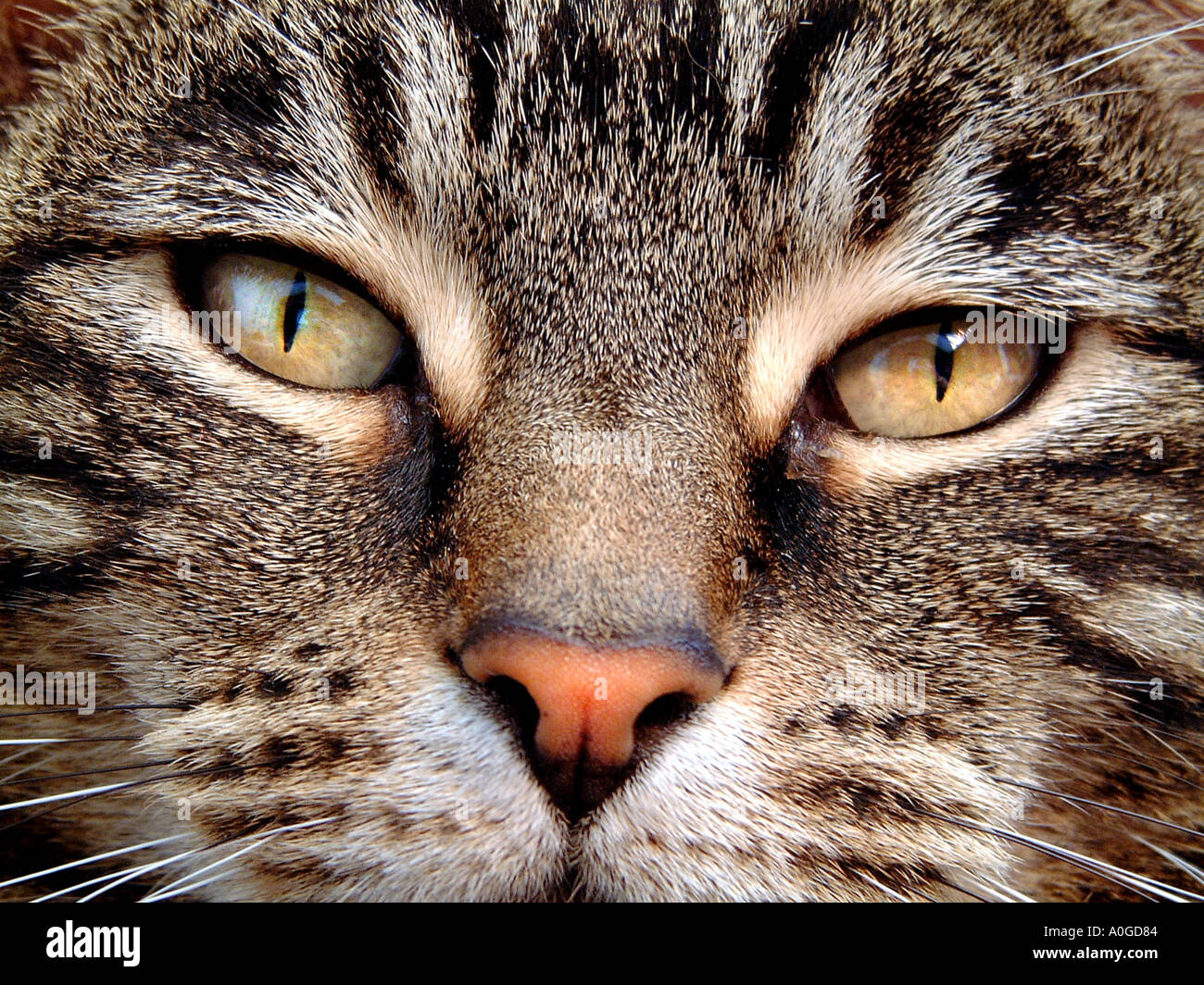 Close up of a domestic Tabby cat Stock Photo