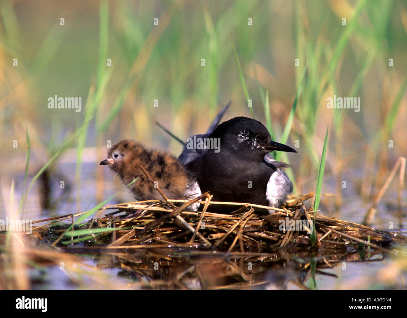 Black Tern with Nestling Stock Photo