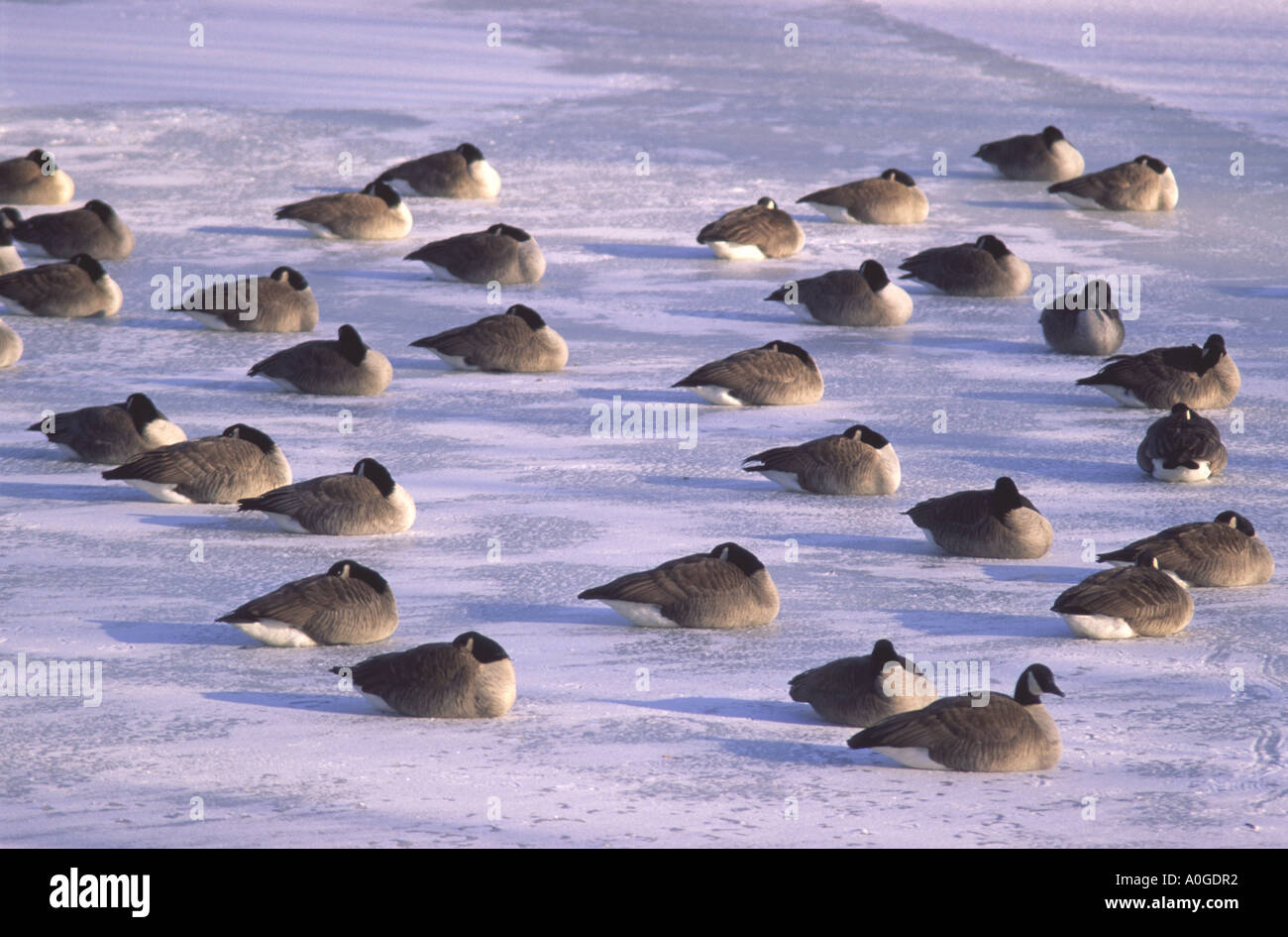 Canadian Snow Geese High Resolution Stock Photography and Images Alamy