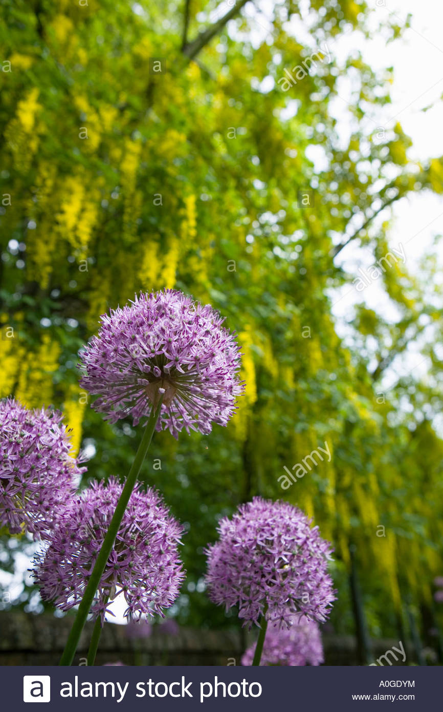 Laburnum Purple Stock Photos & Laburnum Purple Stock Images - Alamy